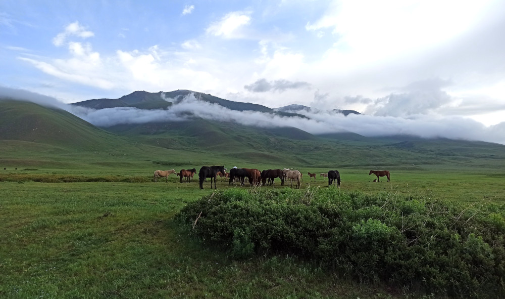 suusamyr cheval kirghiz