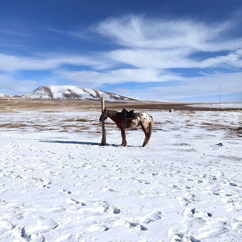 cheval tacheté kirghize