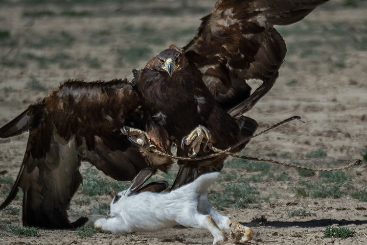 chasse aigle kirghizistan