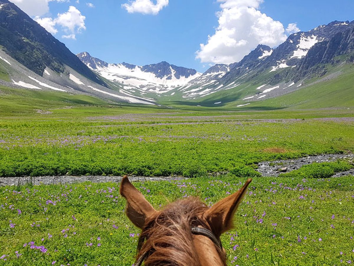 Randonnée à cheval dans la vallée de Suusamyr, oreilles du cheval et montagnes enneigées du Tien-Shan
