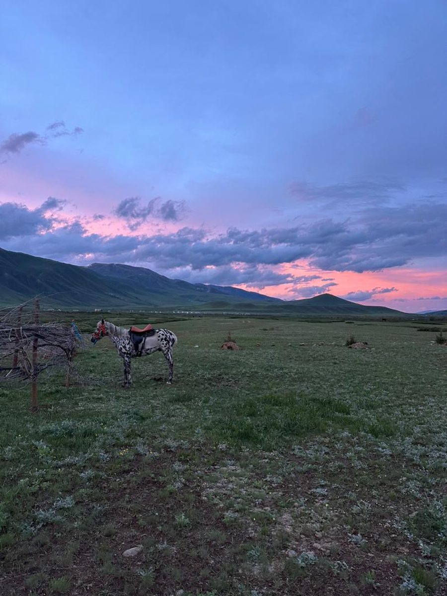 Cheval appaloosa dans la plaine de Suusamyr au coucher de soleil