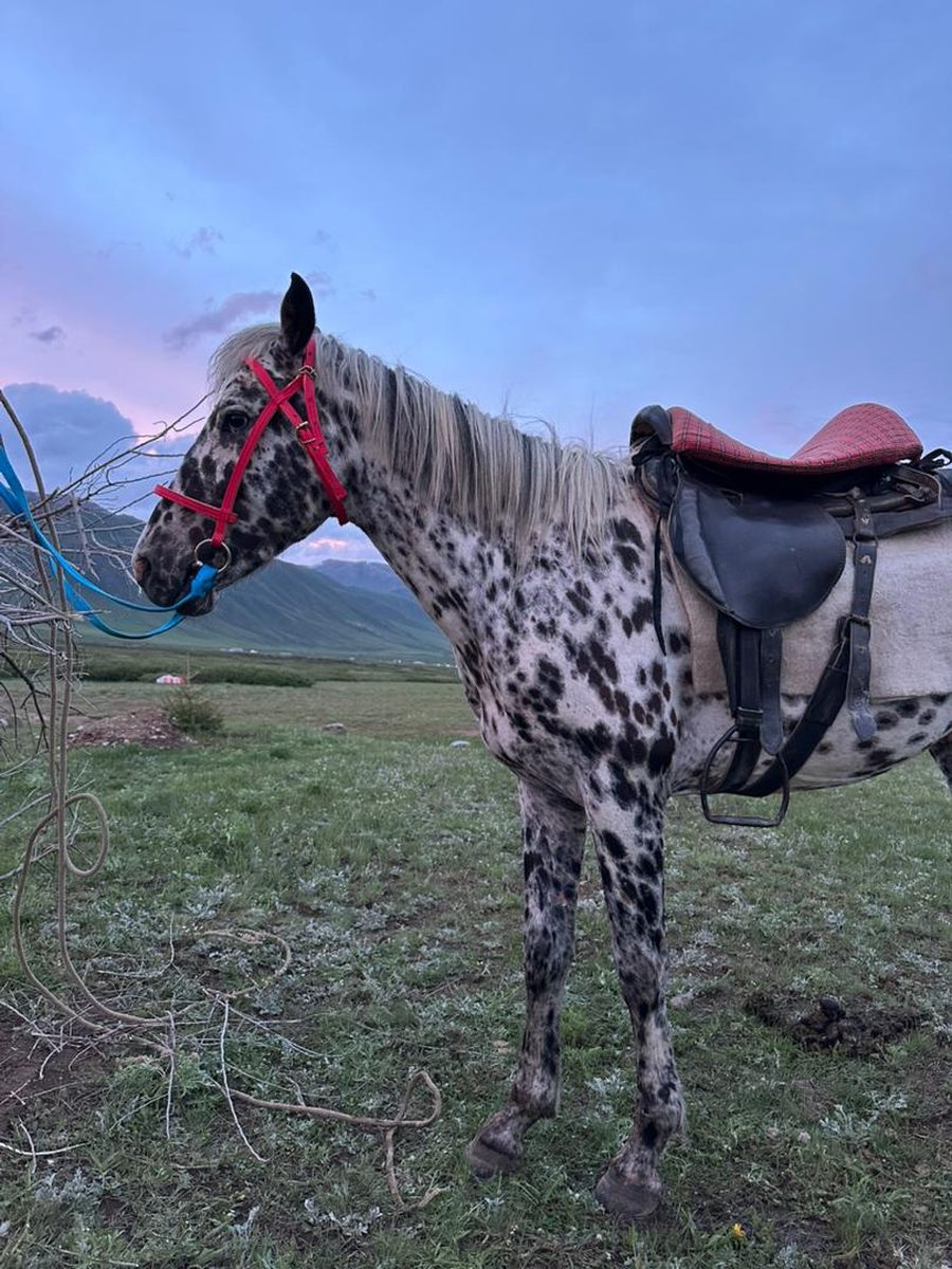 Portrait cheval appaloosa kirghiz sellé, coucher de soleil