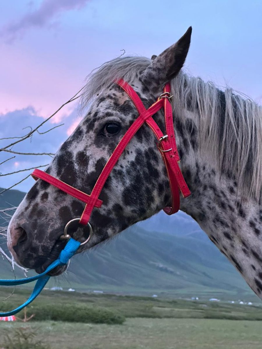 Gros plan cheval kirghiz appaloosa, Suusamyr