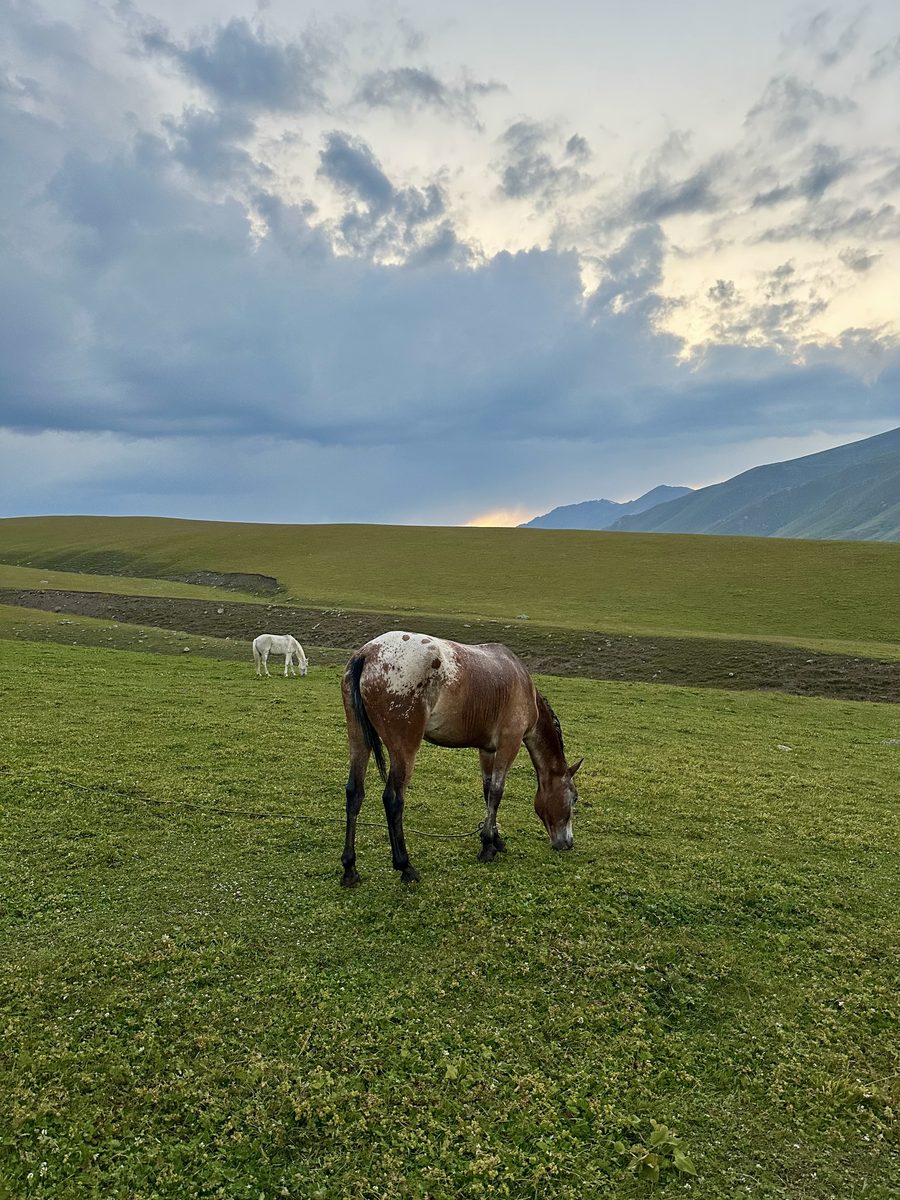 Cheval kirghiz dans les pâturages de Suusamyr au coucher de soleil